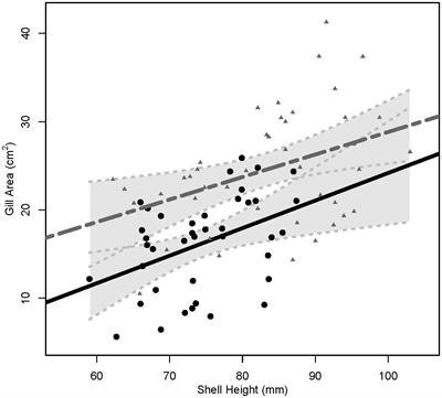 Energetic budget of diploid and triploid eastern oysters during a summer die-off